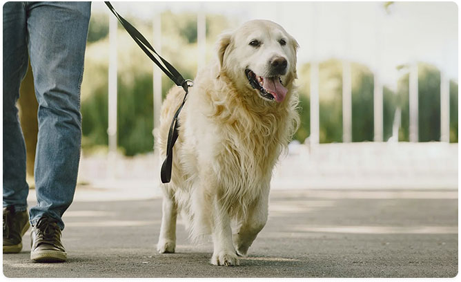 Pet Services